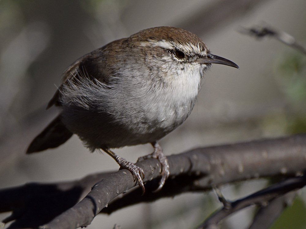 Wren6.jpg