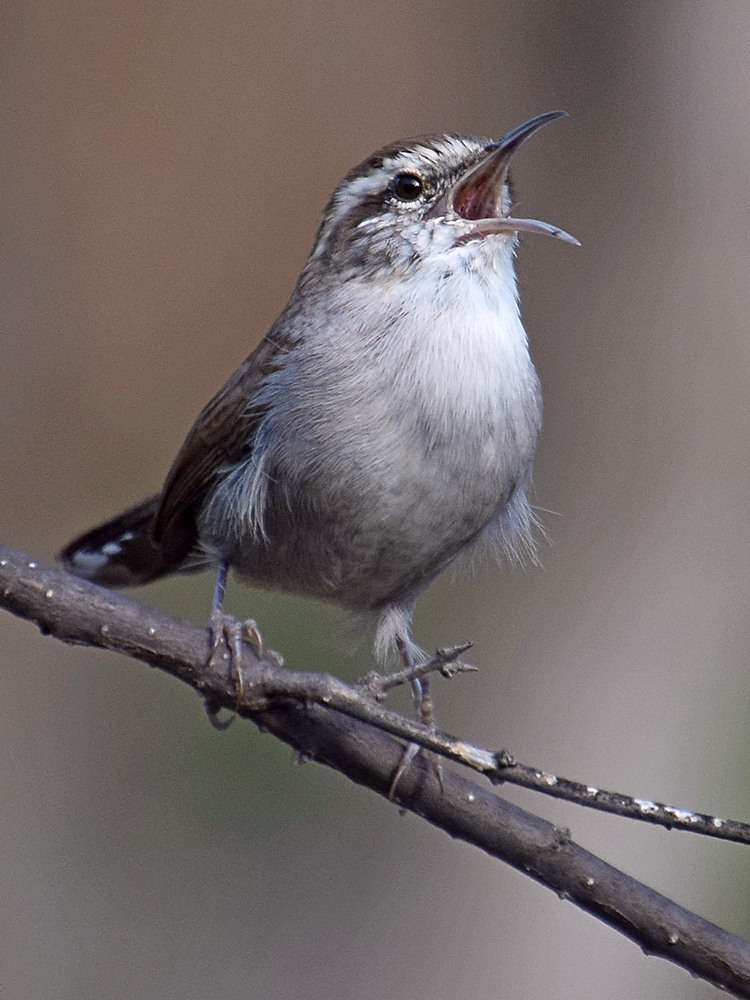 Wren6.jpg