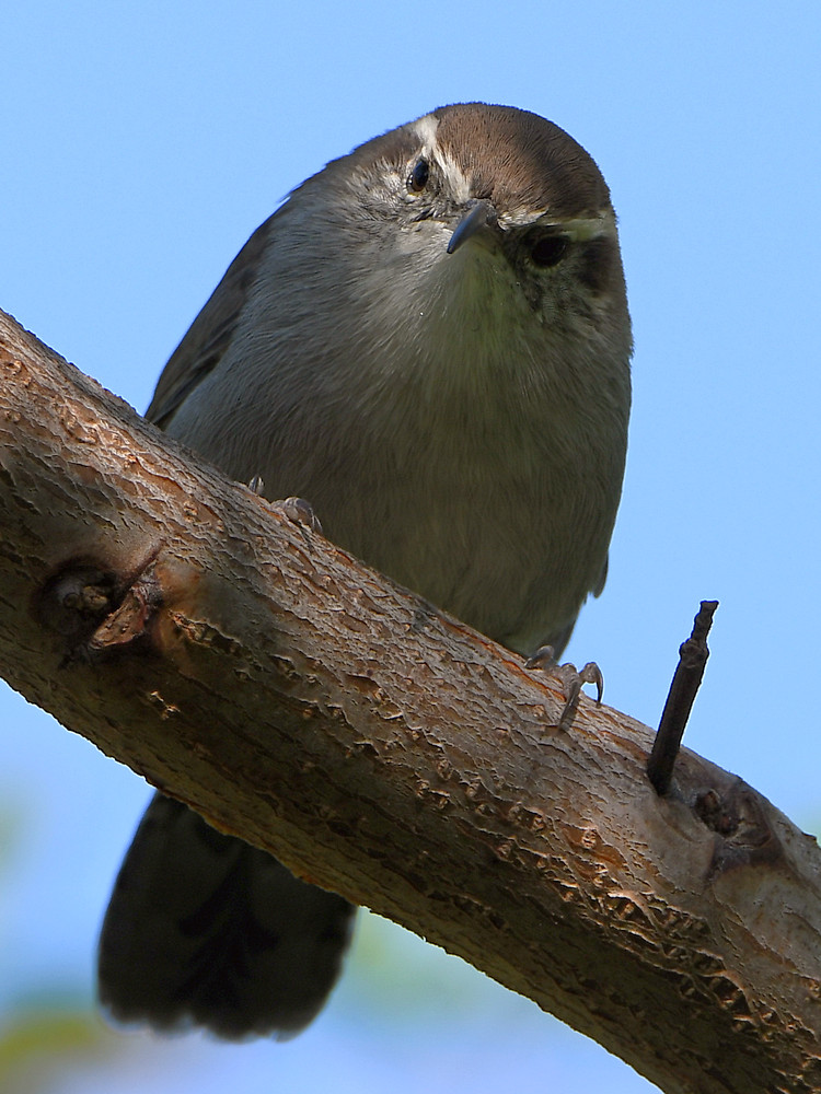 Wren6.jpg
