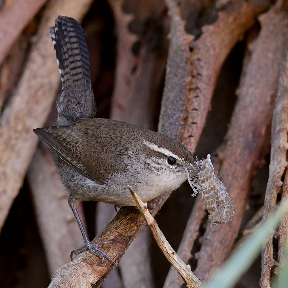 Wren6.jpg