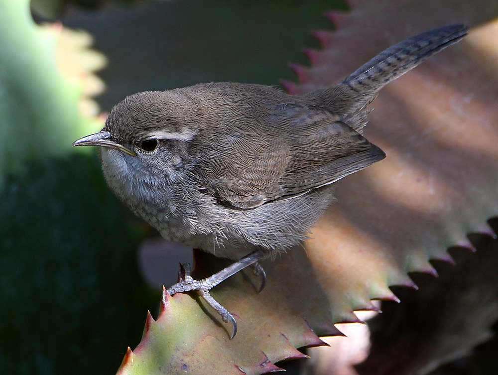 Wren6.jpg