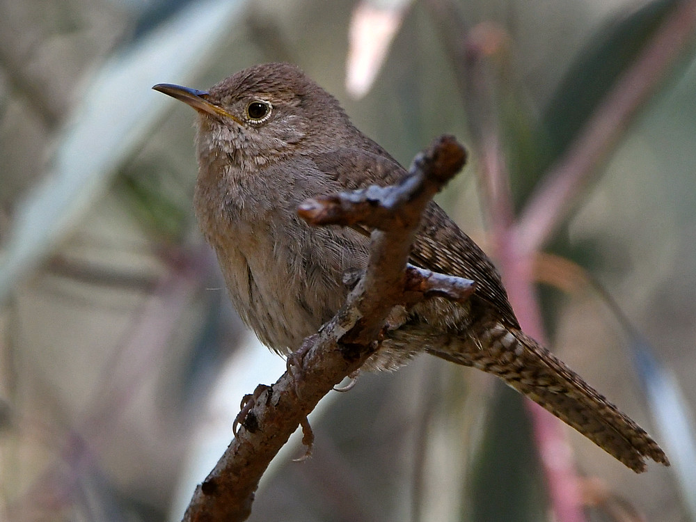 Wren6.jpg