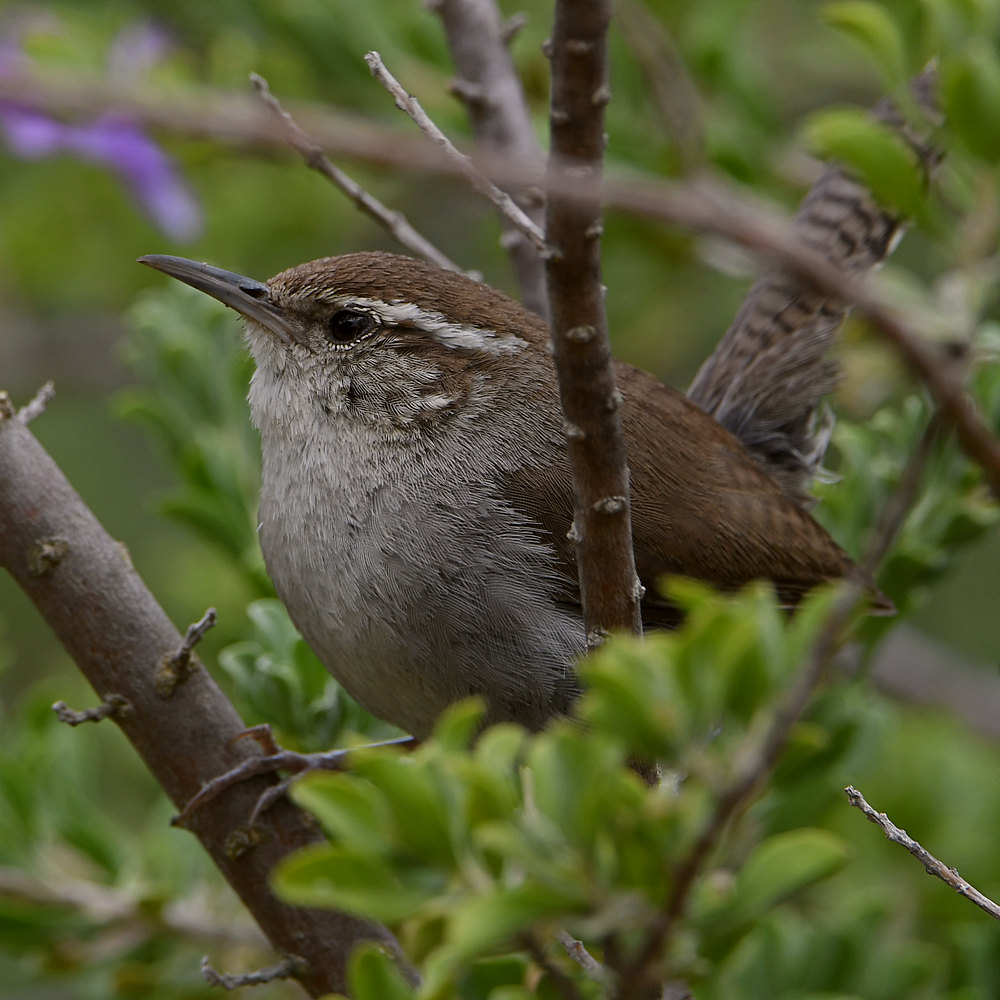 Wren6.jpg