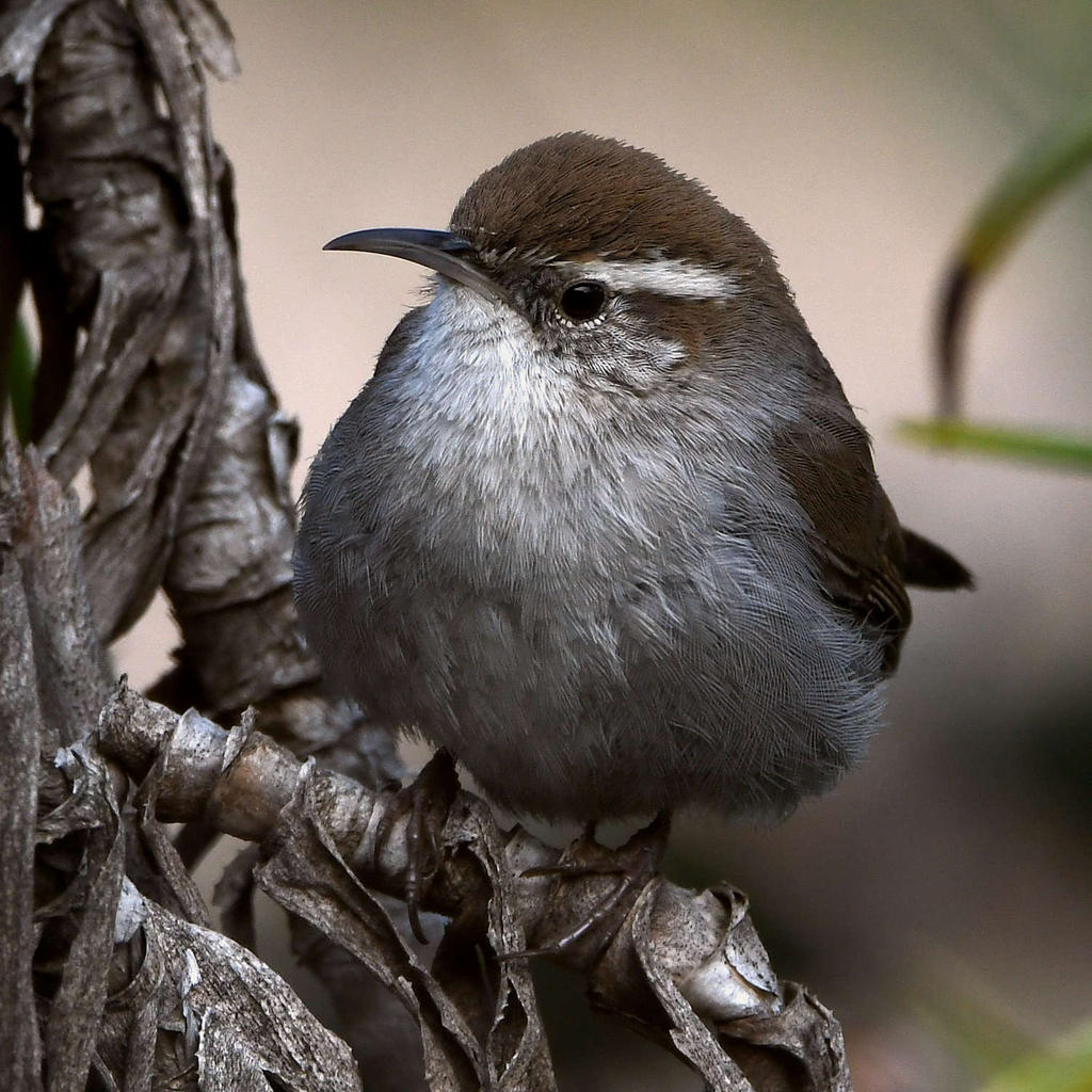 Wren6.jpg
