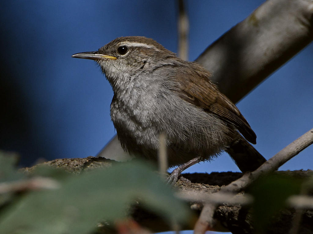 Wren6.jpg
