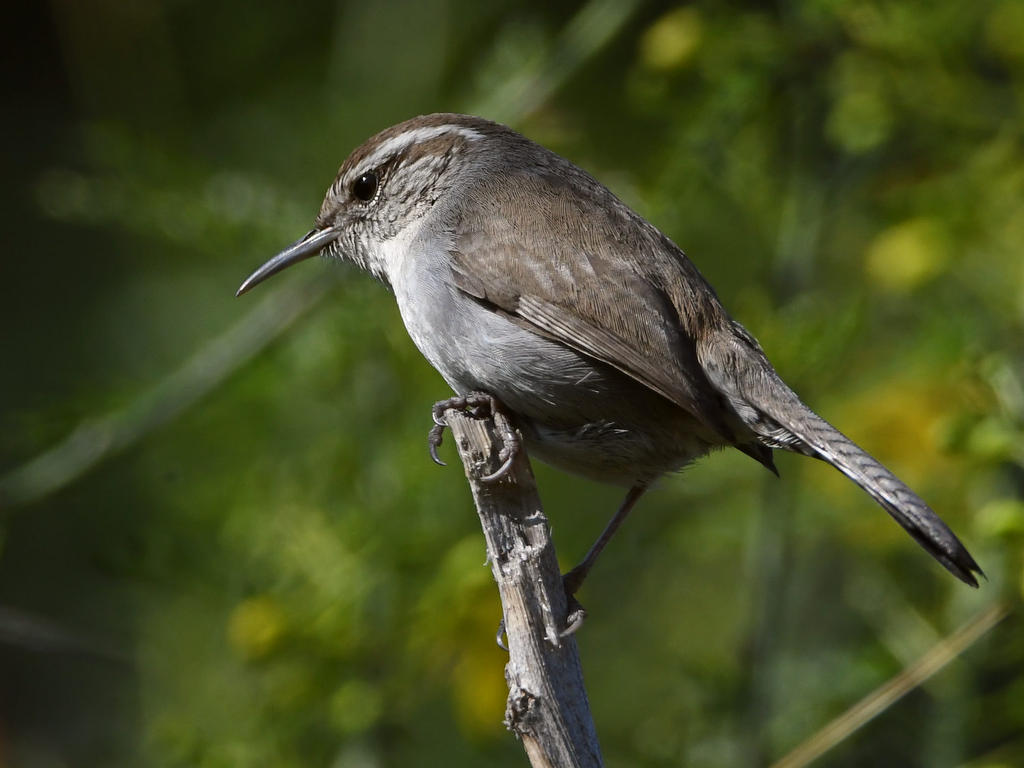 Wren6.jpg