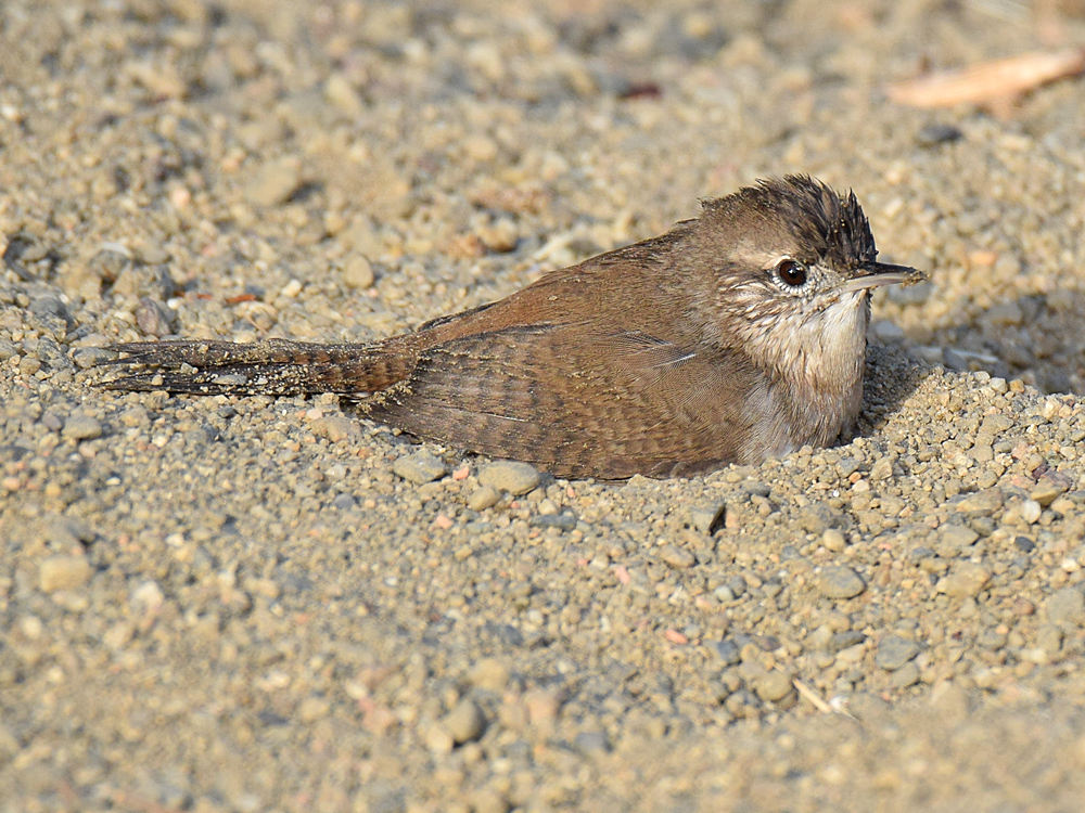 Wren7.jpg