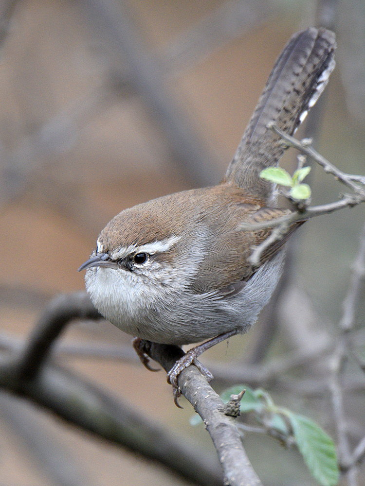 Wren7.jpg