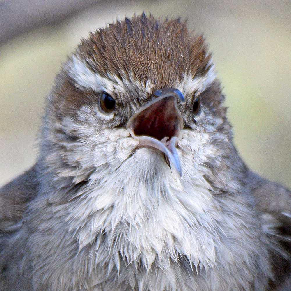 Wren7.jpg