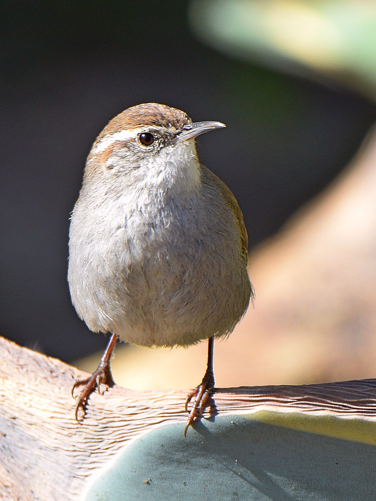 Wren7.jpg