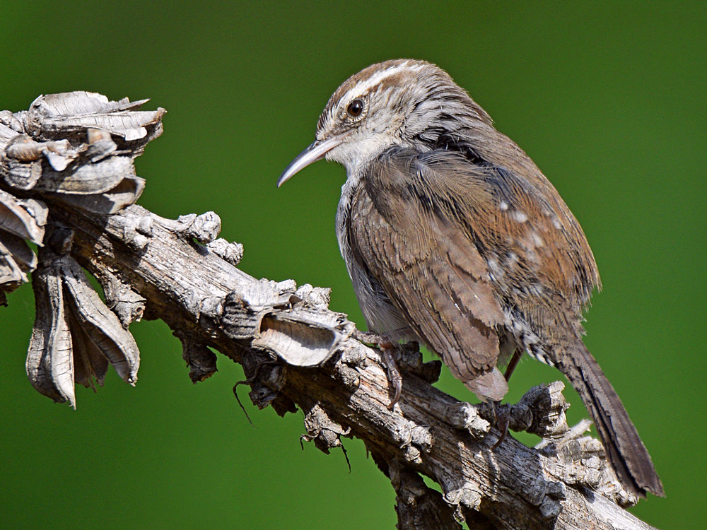 Wren7.jpg