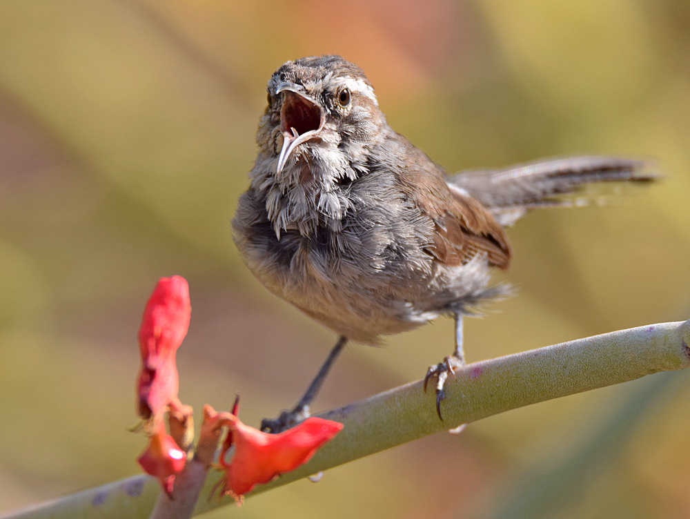 Wren7.jpg