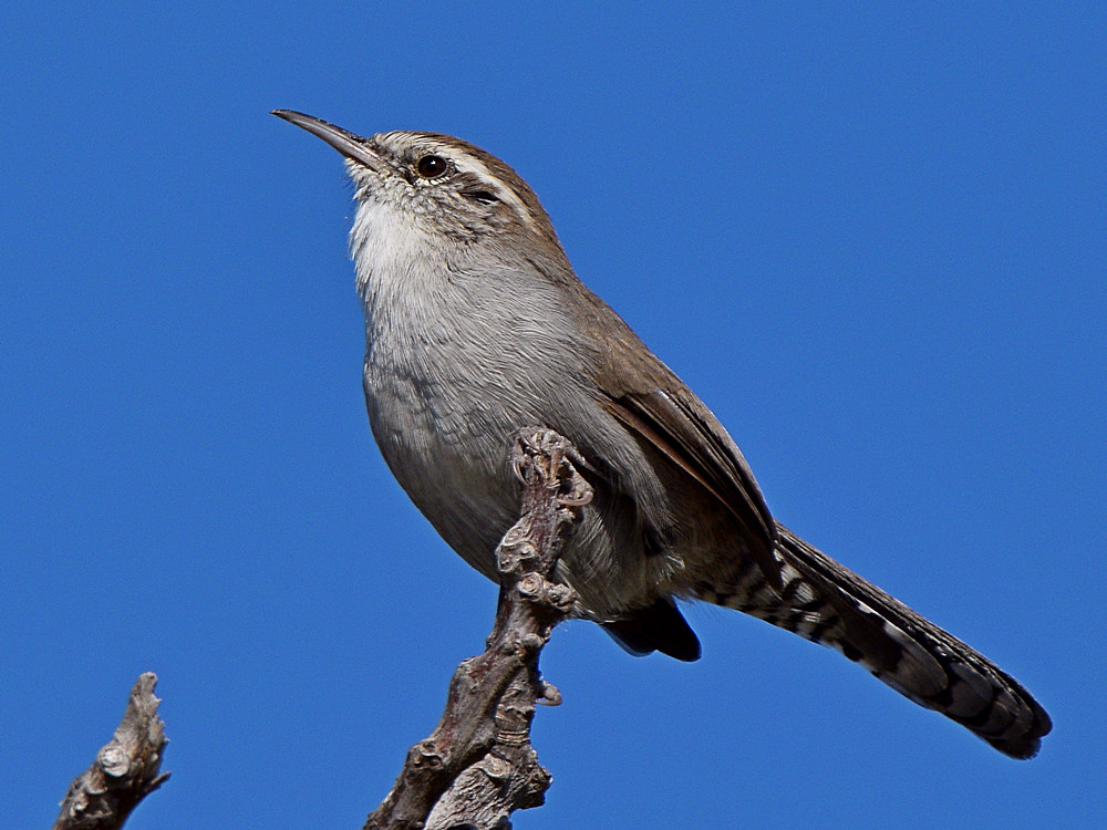 Wren7.jpg