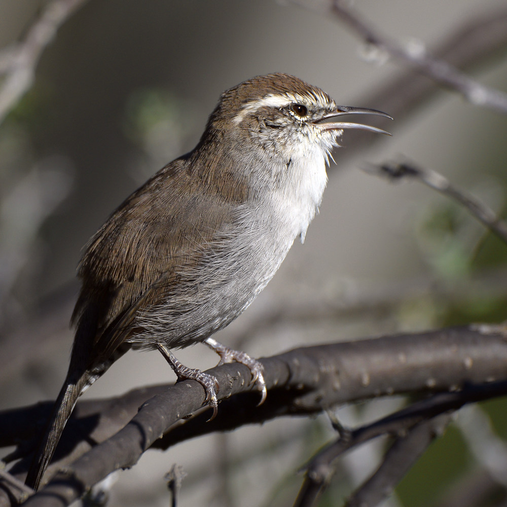 Wren7.jpg