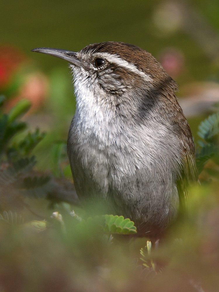 Wren7.jpg