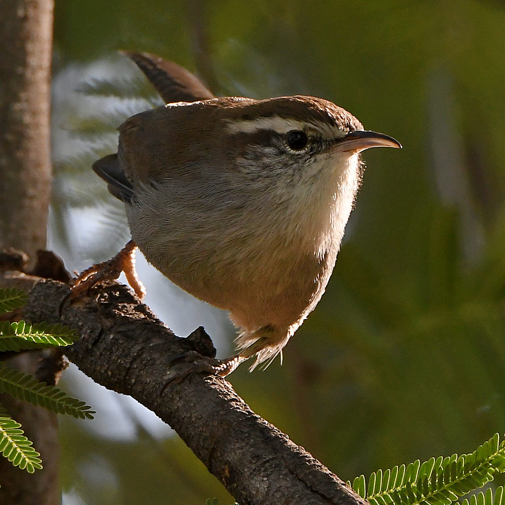 Wren7.jpg