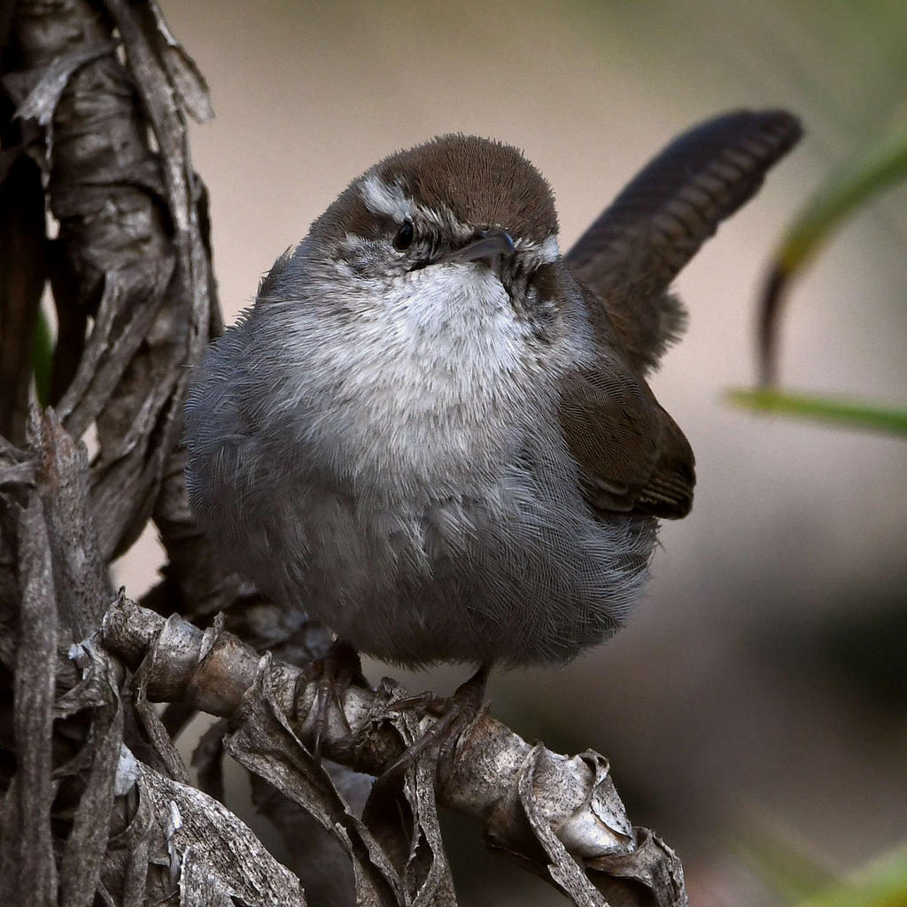 Wren7.jpg