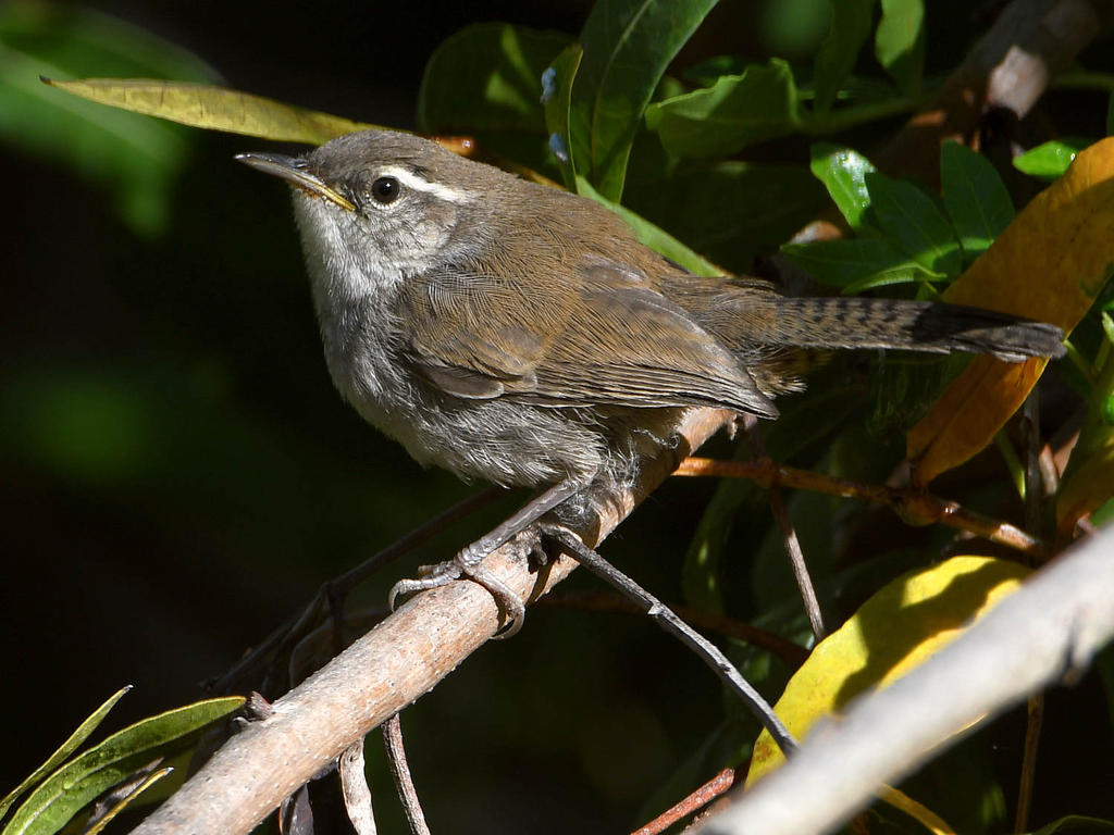 Wren7.jpg