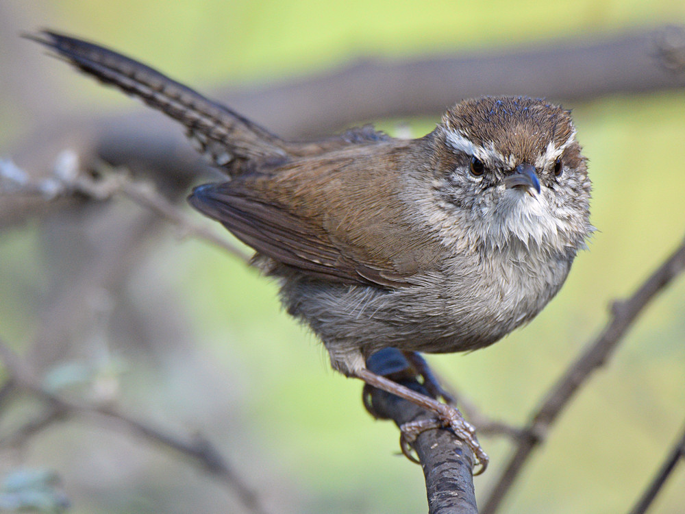 Wren8.jpg