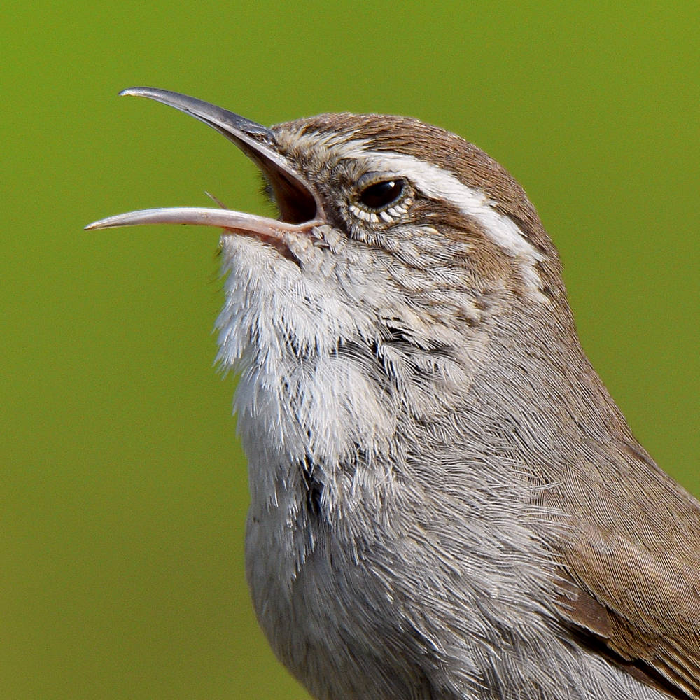 Wren8.jpg