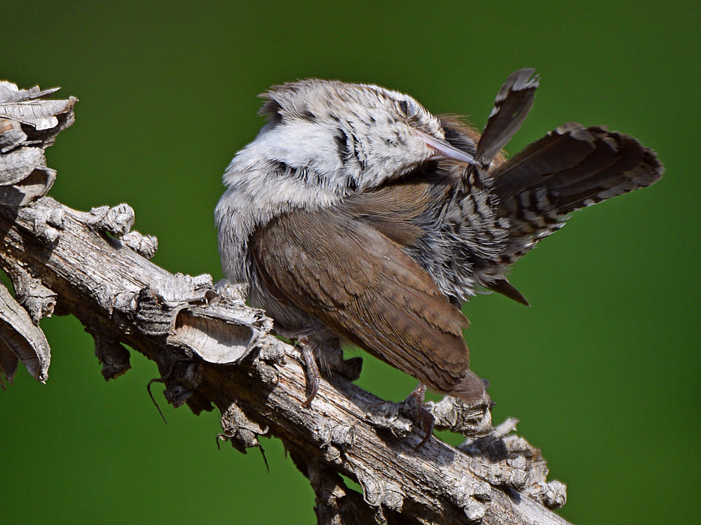 Wren8.jpg