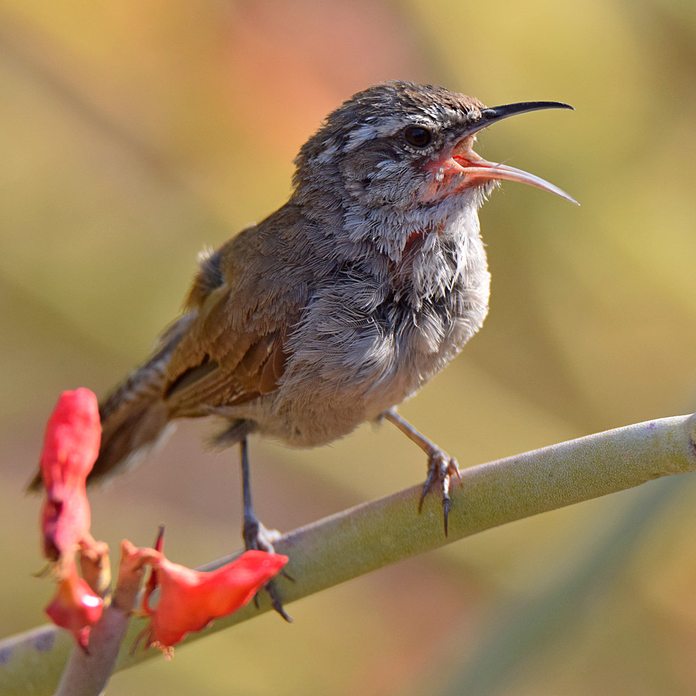 Wren8.jpg