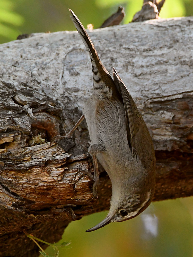 Wren8.jpg
