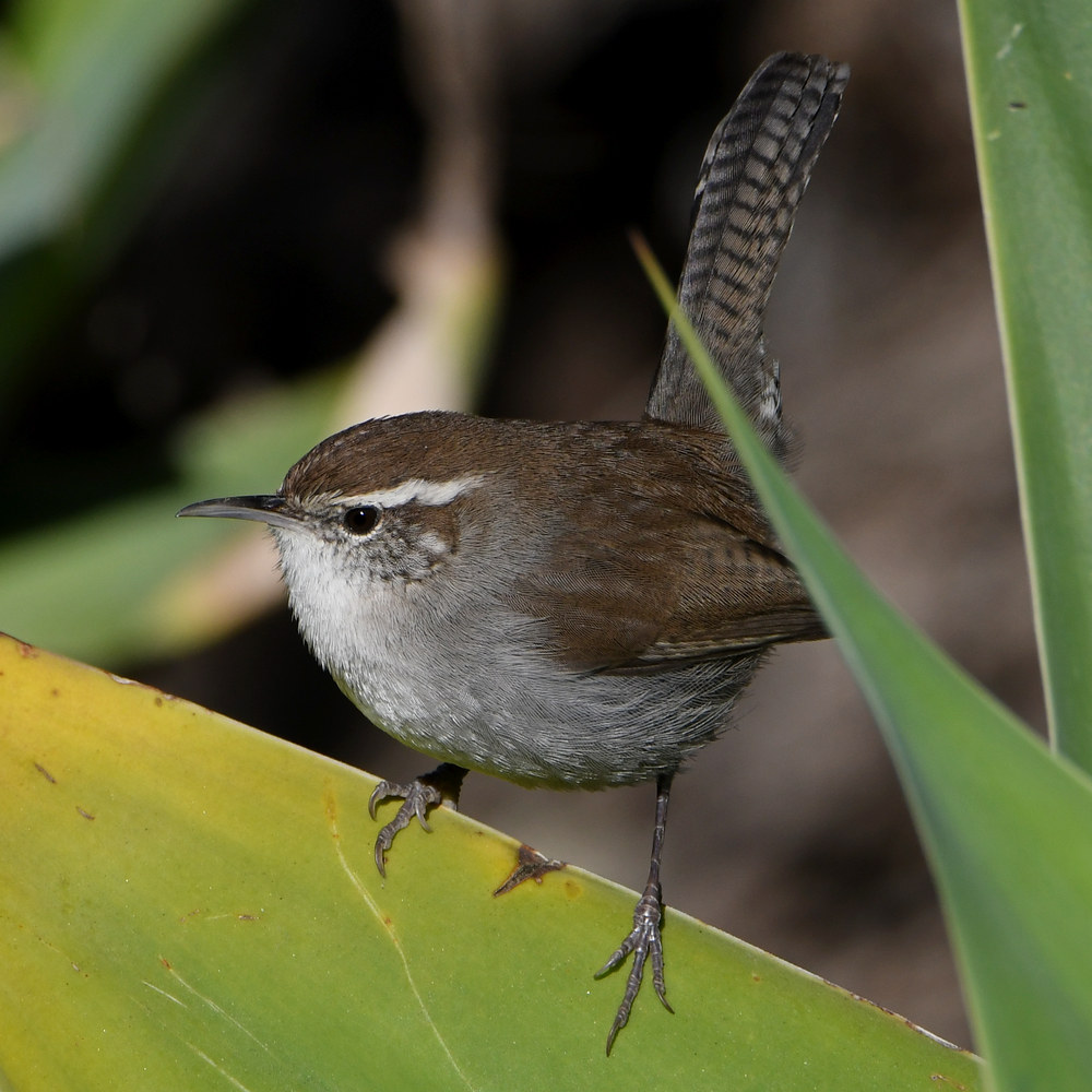 Wren8.jpg