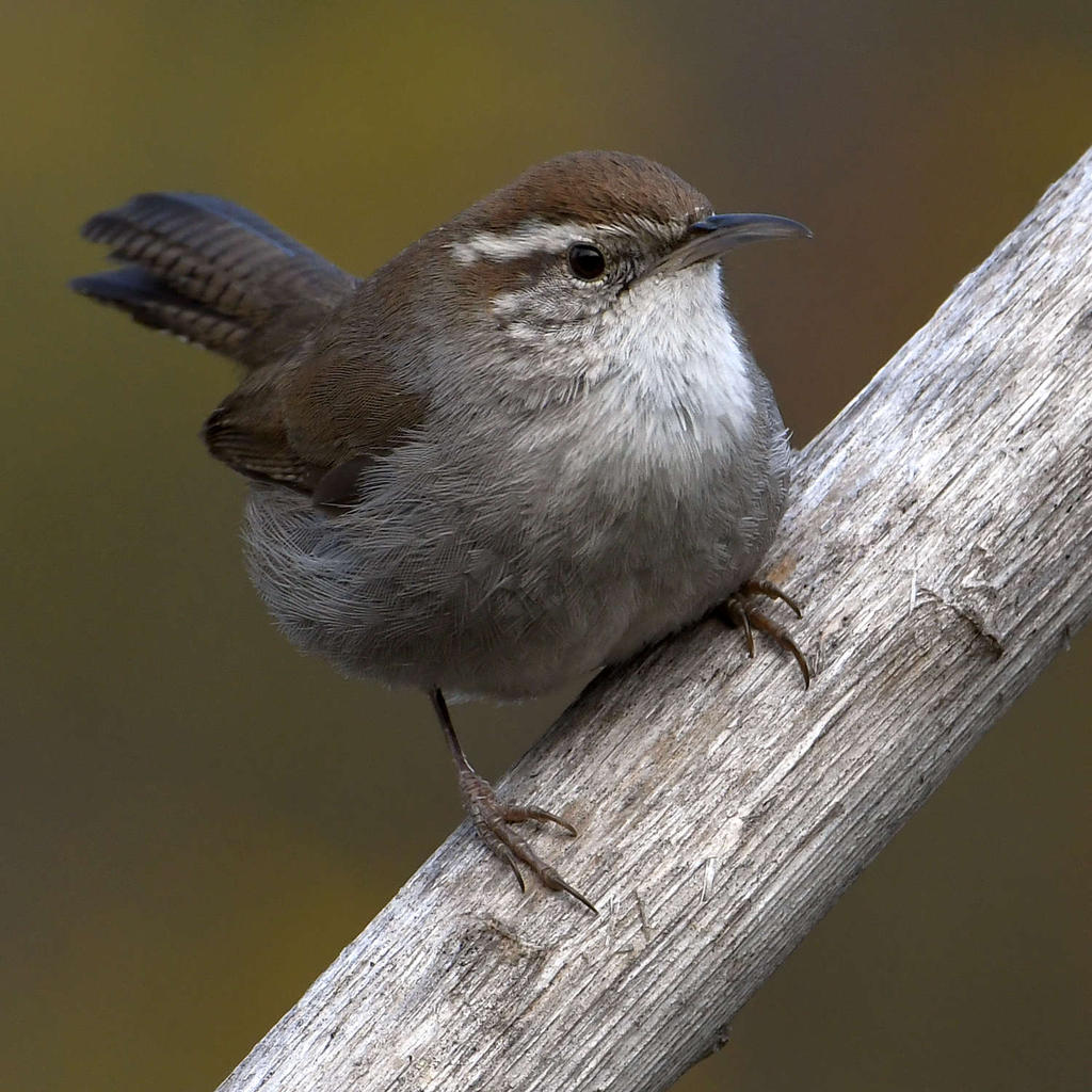 Wren8.jpg