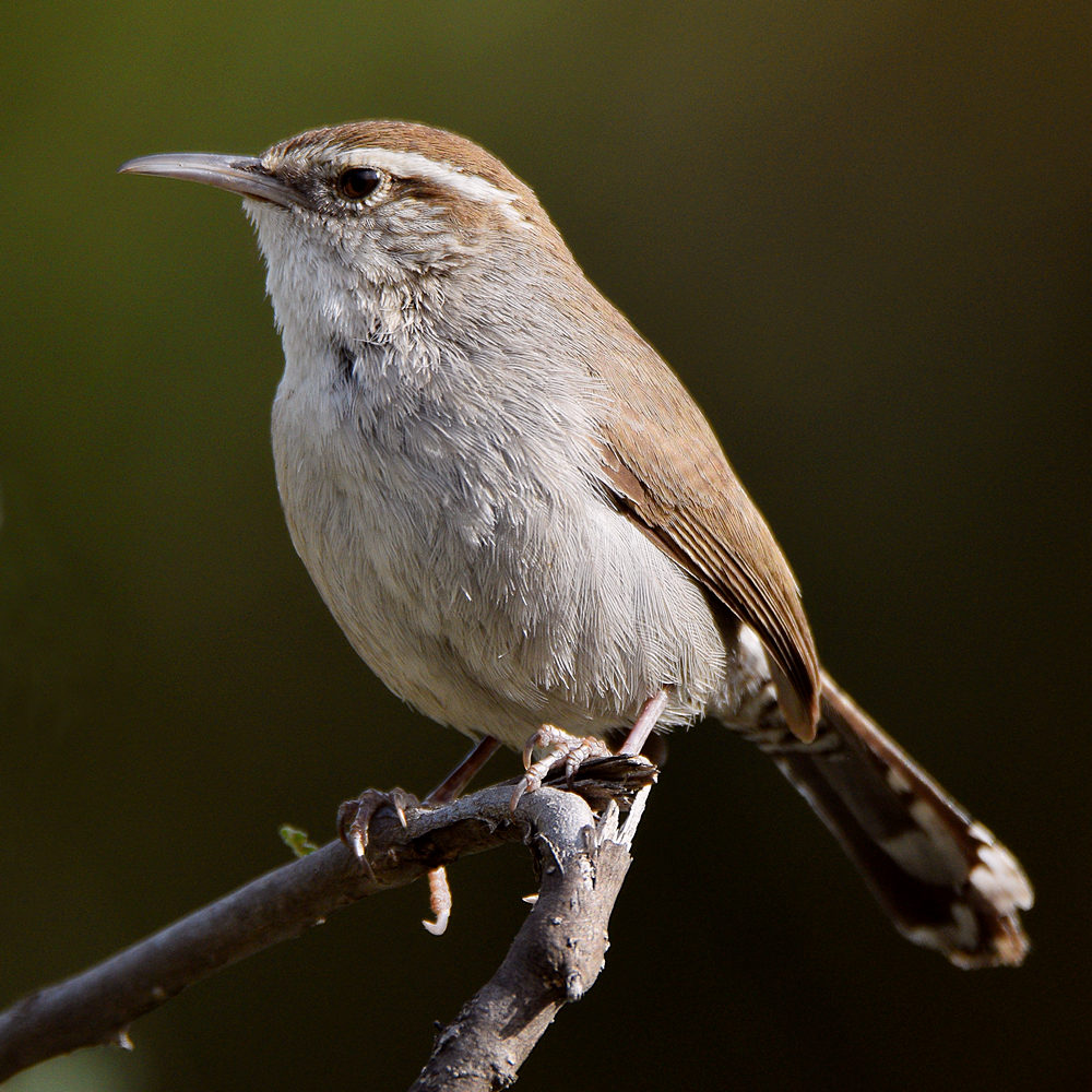 Wren9.jpg