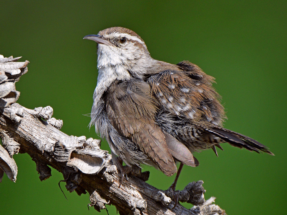 Wren9.jpg