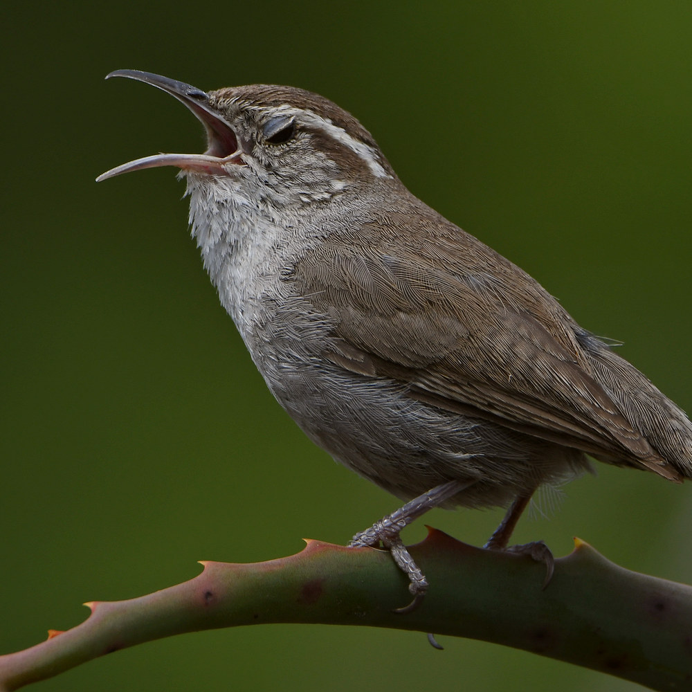 Wren9.jpg
