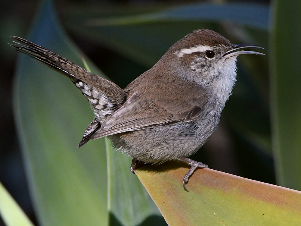 Wren9.jpg