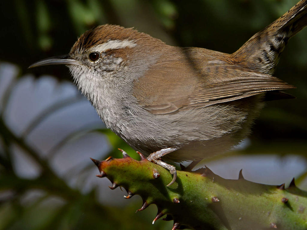 Wren9.jpg