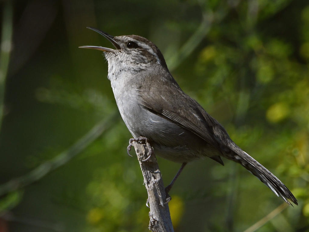 Wren9.jpg