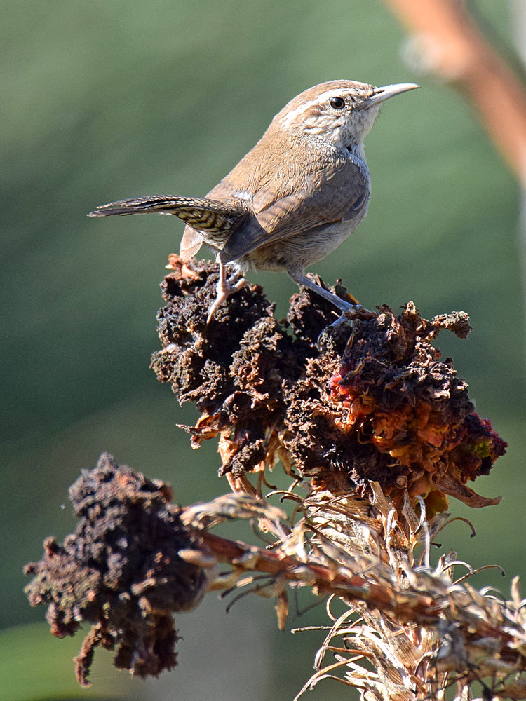 Wren_2015_06_08.jpg