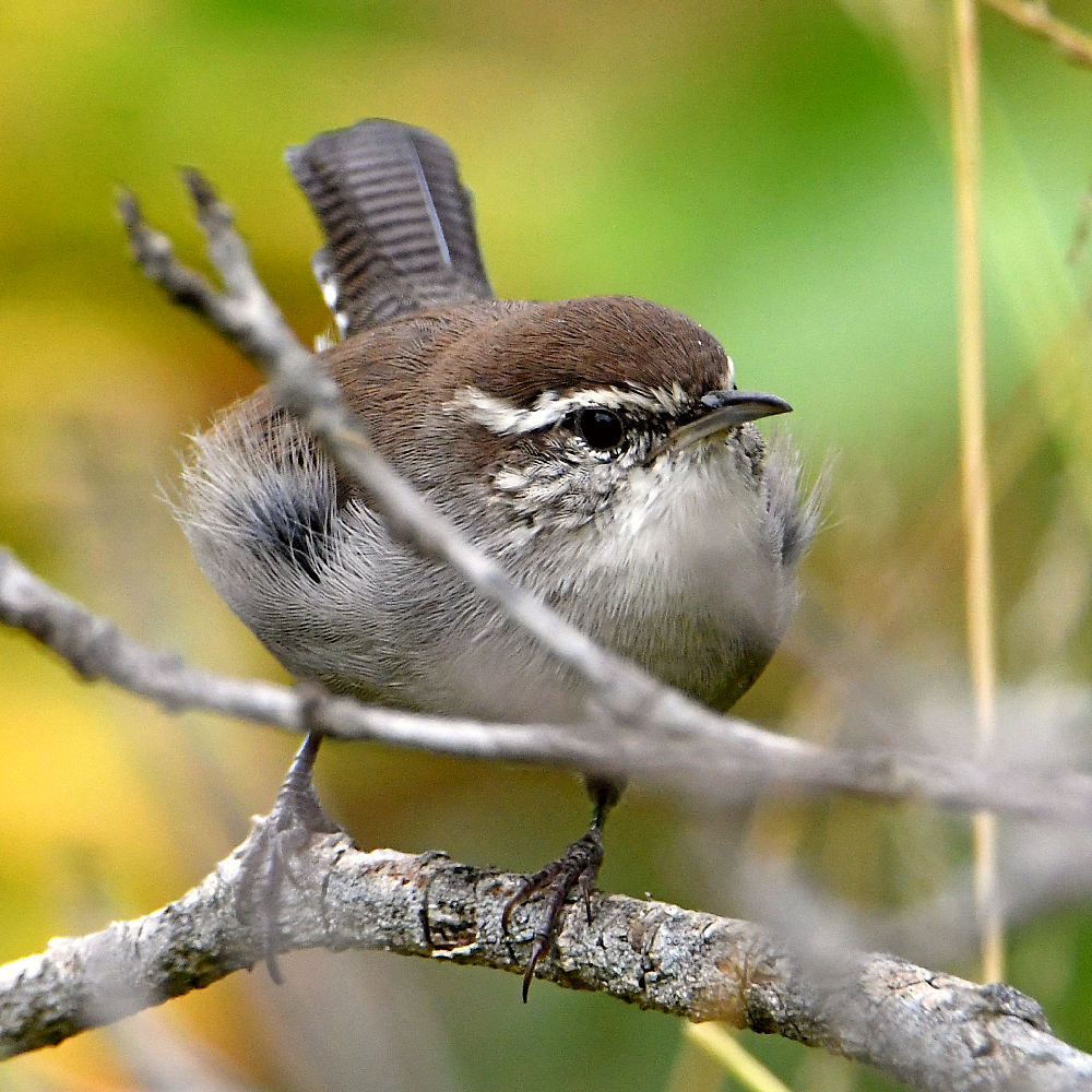Wren_2017_08_20.jpg