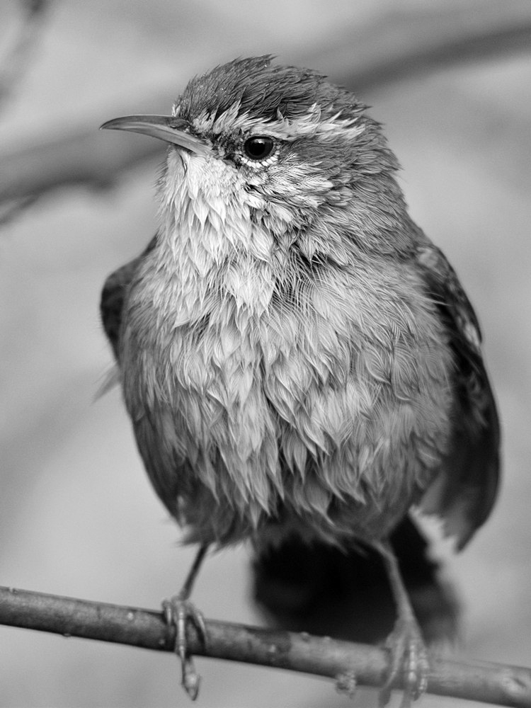 WrenBW.jpg