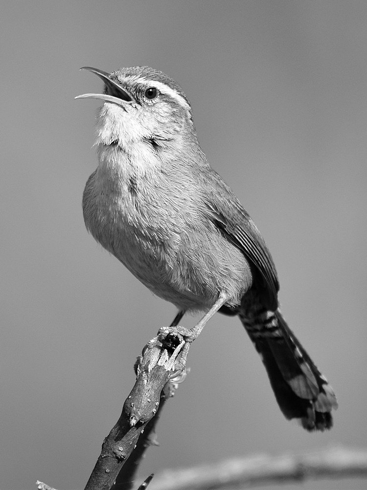 WrenBW.jpg