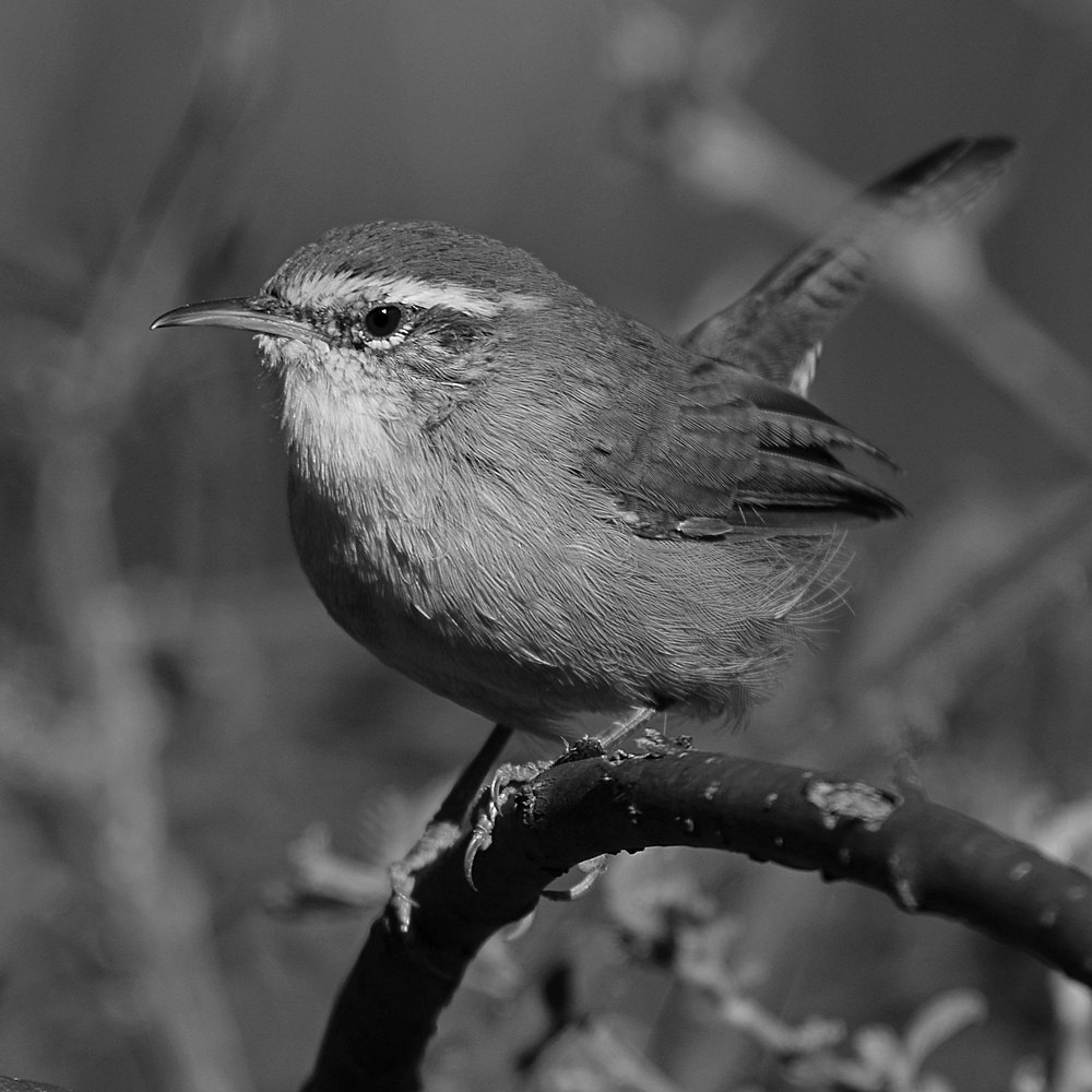 WrenBW.jpg