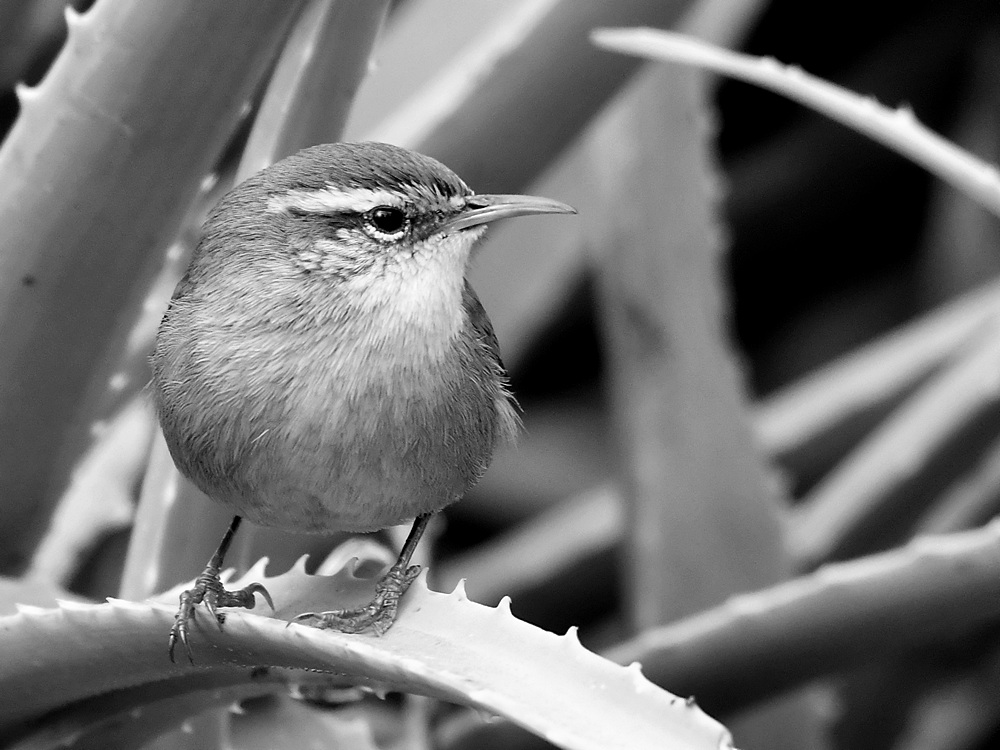 WrenBW.jpg