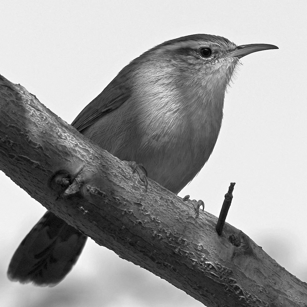 WrenBW.jpg