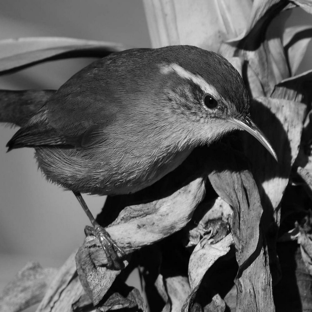 WrenBW2.jpg