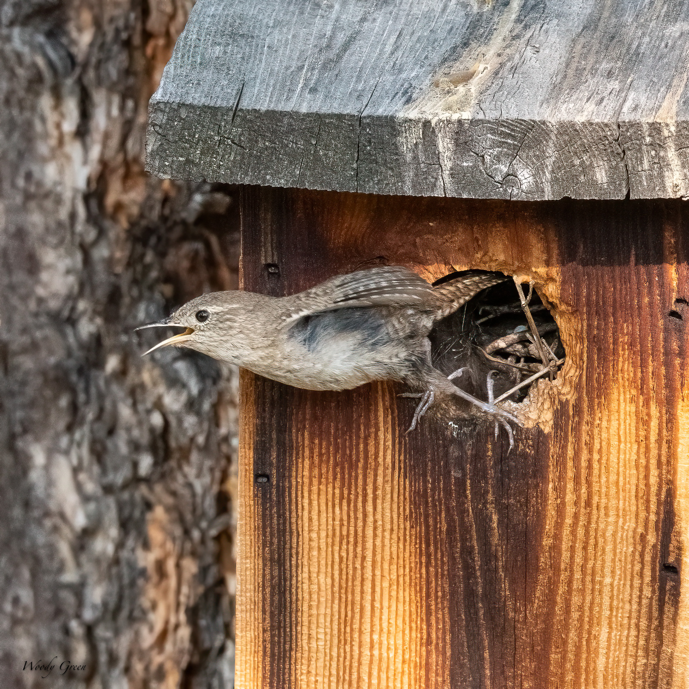 WrenNest-65.jpg