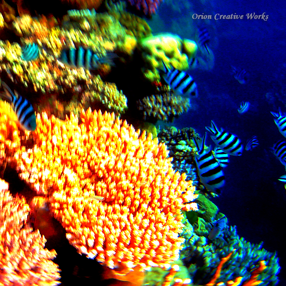 x_coral dream_CC.jpg