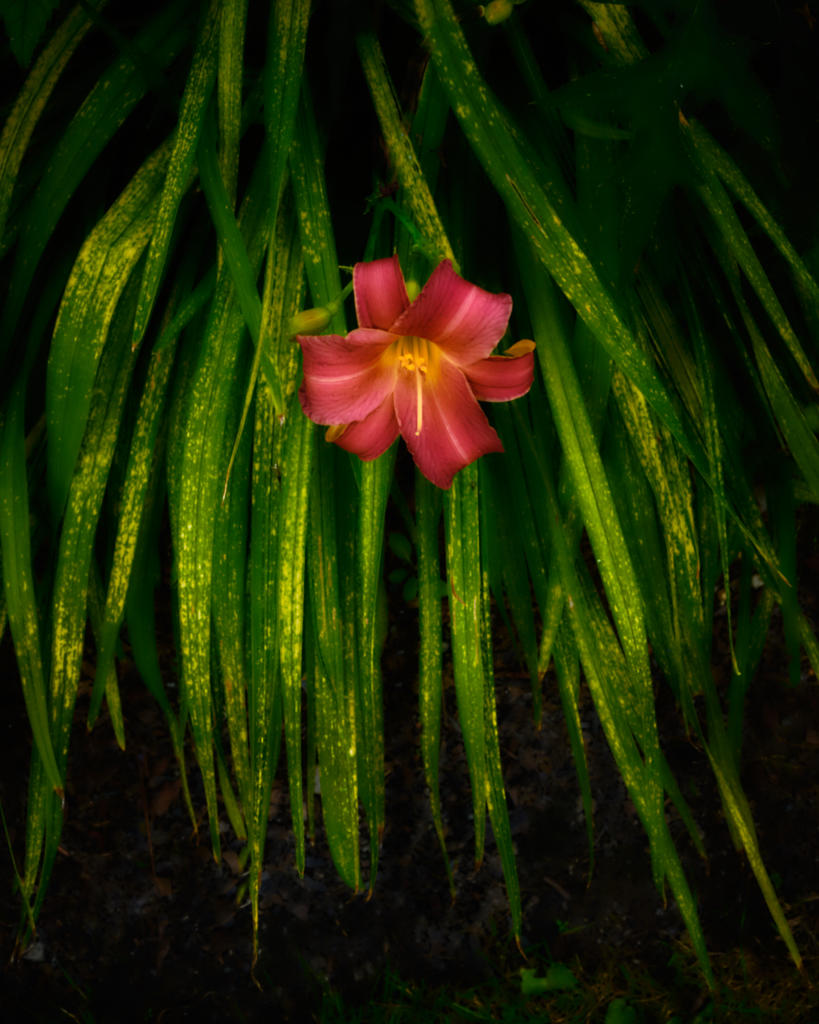 XH007770 1.jpg
