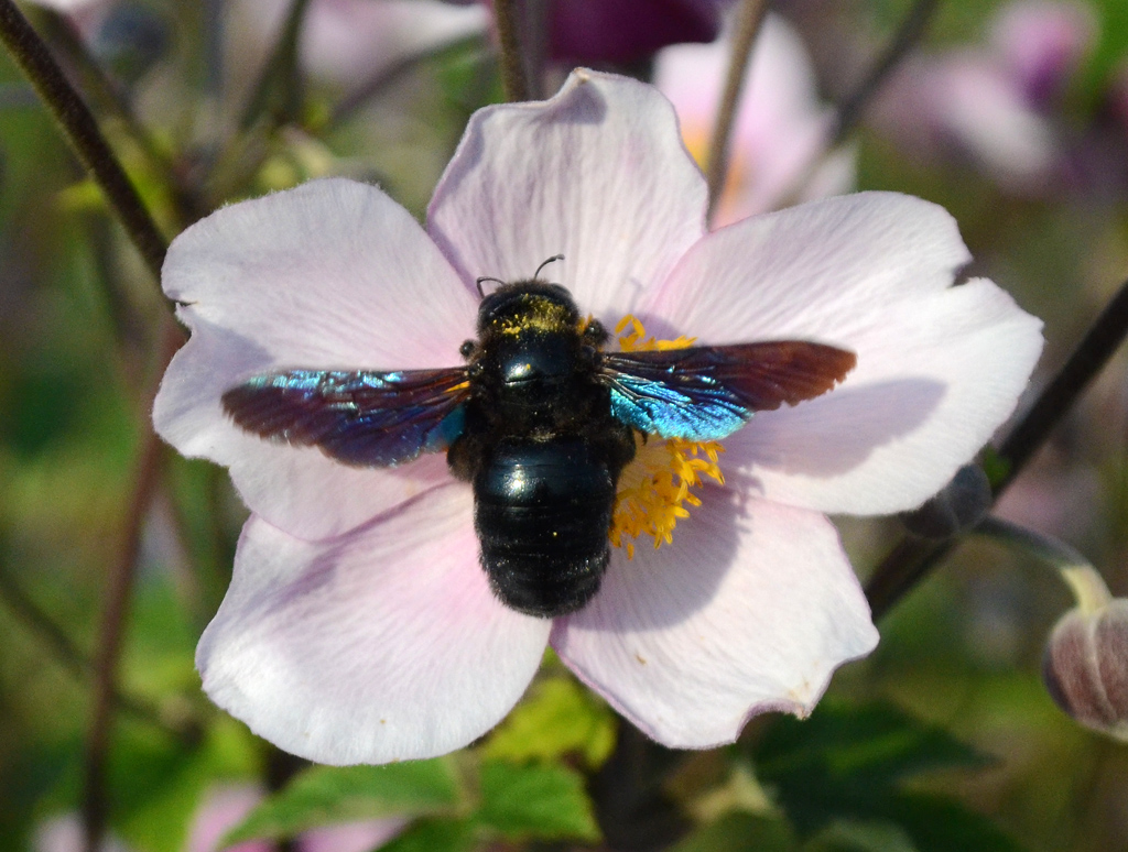Xylocopa violacea - Violet Carpenter Bee.jpg