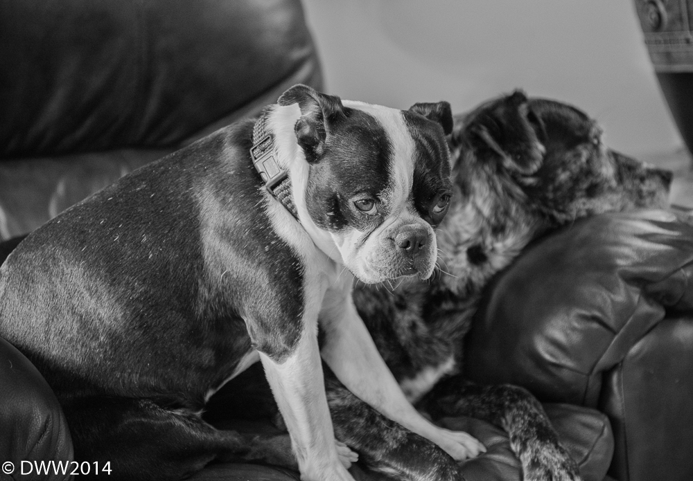 Yara and Zoey (1 of 1).jpg