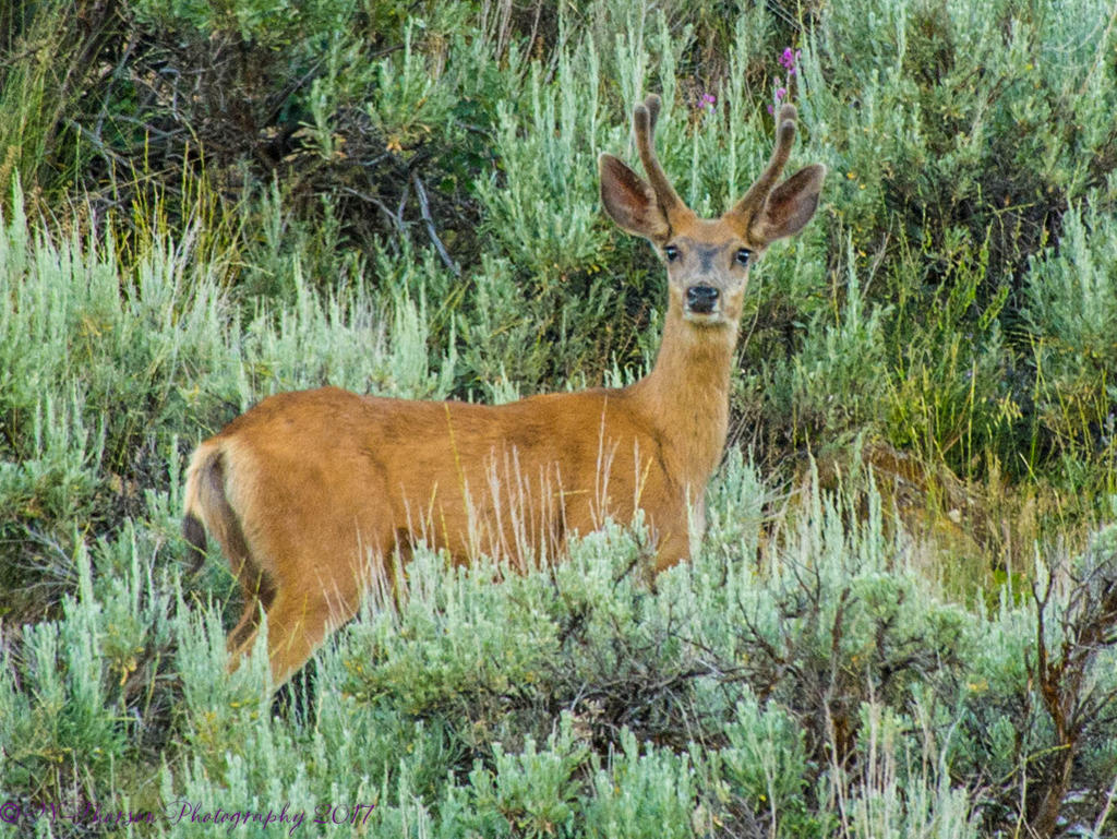 Yearling Deer  6-14-2017.jpg