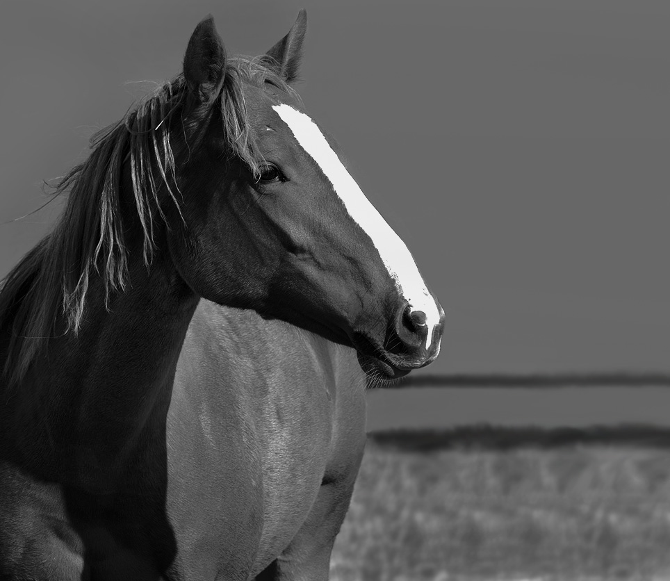 Yearling4.jpg